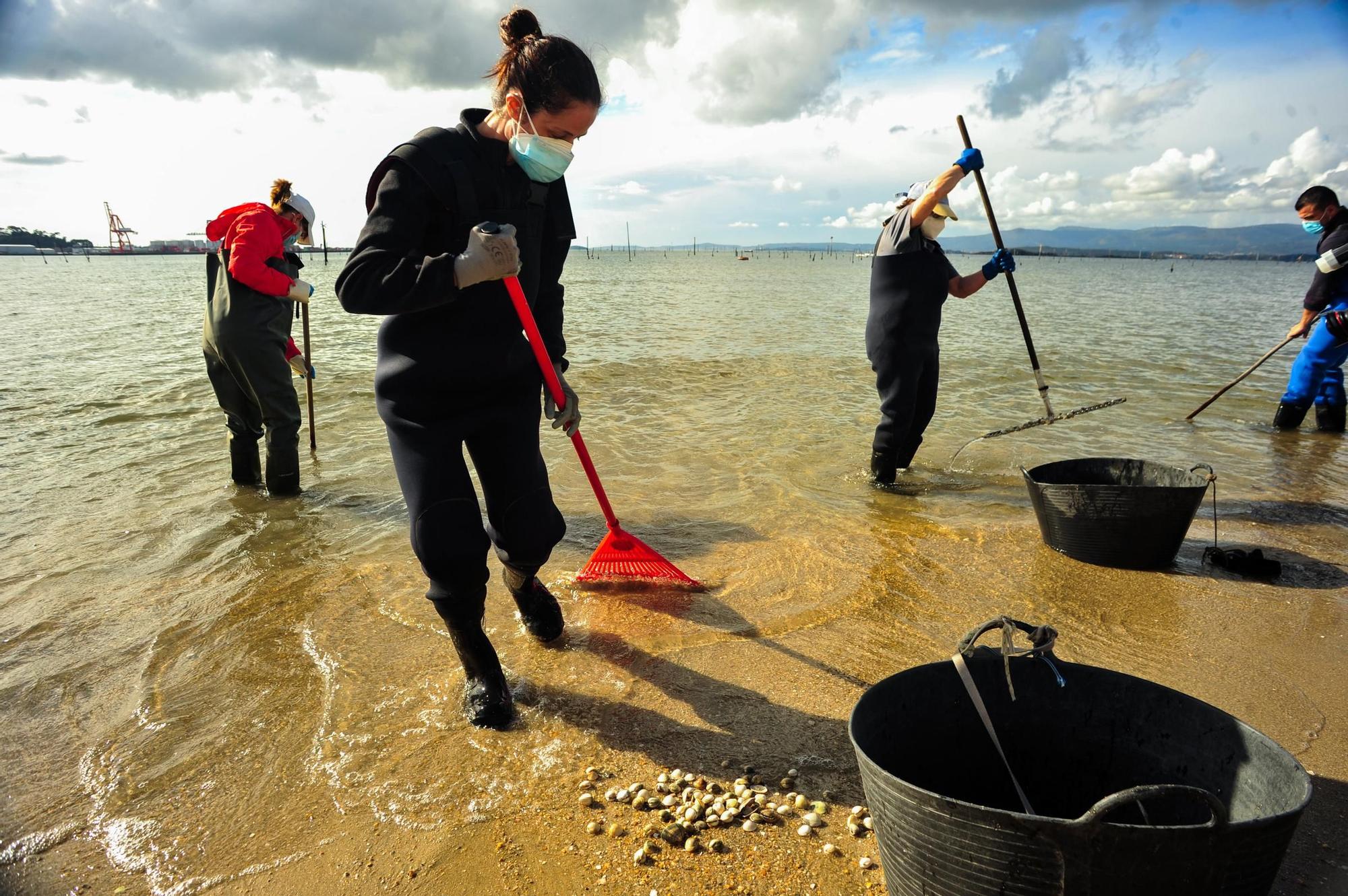 Las mariscadoras de Carril, al rescate de bivalvos en la playa de Compostela