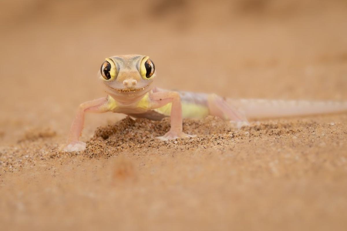 En la categoría de comportamiento - Anfibios y reptiles. Bronce: Marti Phillips