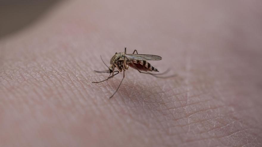 ¿Cómo aliviar las picaduras de mosquito?
