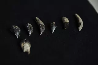 Descubren una ballena extinta con dientes afilados y ojos del tamaño de pelotas de tenis