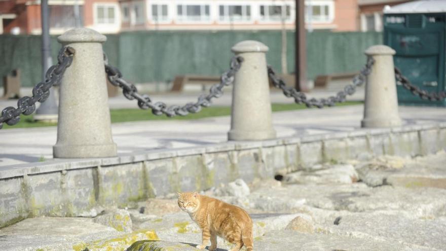 A Coruña controlará las colonias de gatos callejeros con un nuevo programa informático: hasta 37.000 euros para geolocalizar a los felinos