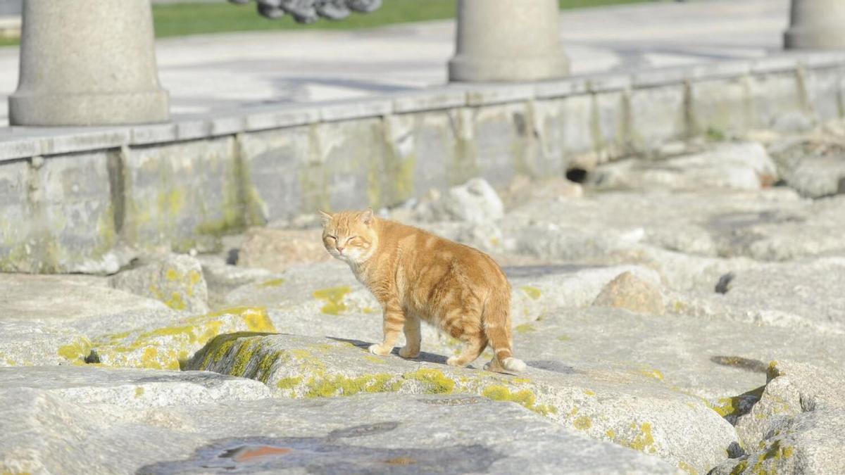A Coruña controlará las colonias de gatos callejeros con un nuevo programa informático: hasta 37.000 euros para geolocalizar a los felinos