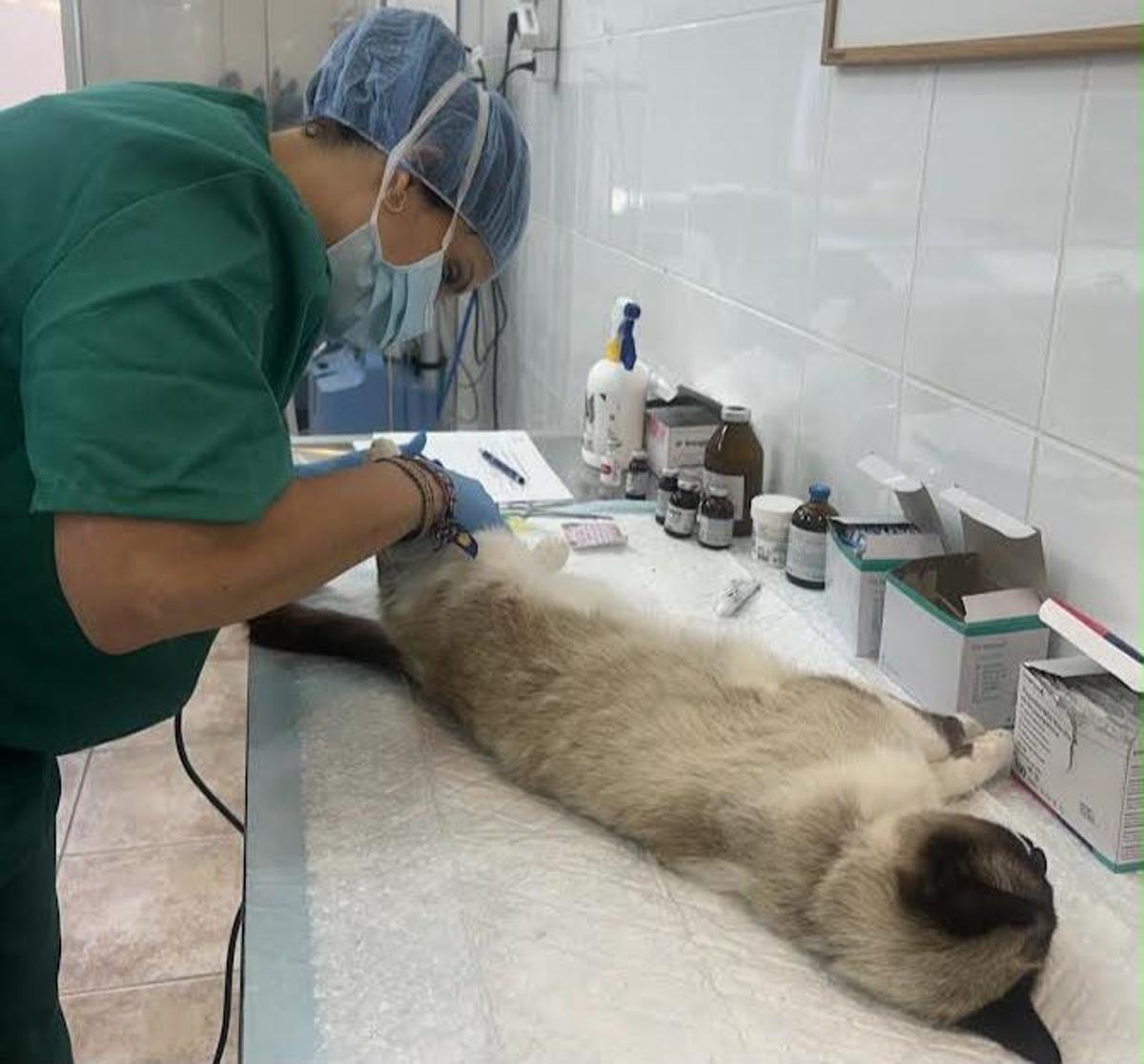 Uno de los gatos de una colonia, atendido por una veterinaria.