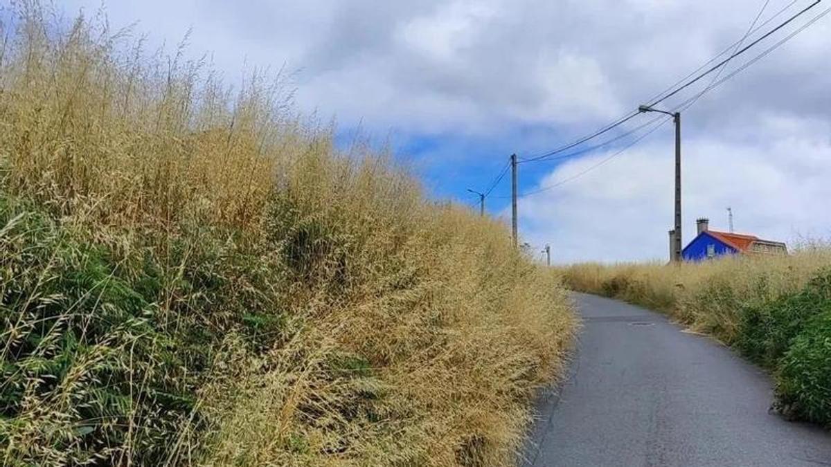 Una finca sin desbrozar de Arteixo