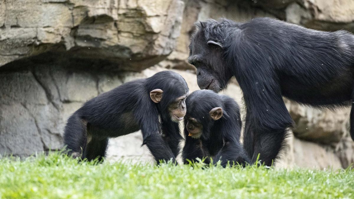 Chimpancés en Bioparc València este mes de febrero.