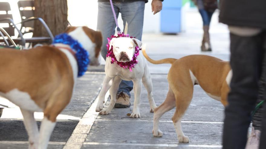 Jornada de adopción canina en Ibiza.