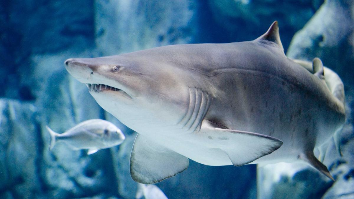 Un tiburón en el Bioparc Acuario de Gijón