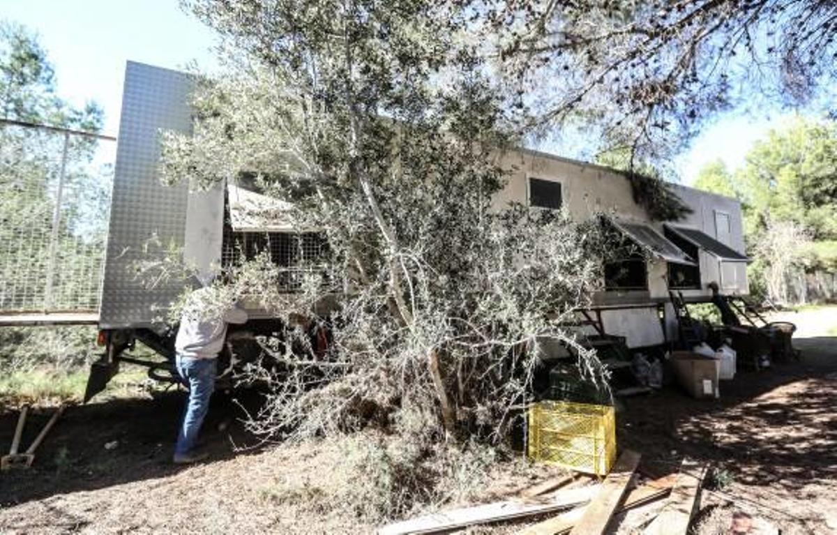 Alertan de un posible maltrato a un oso encerrado en un camión en Finestrat