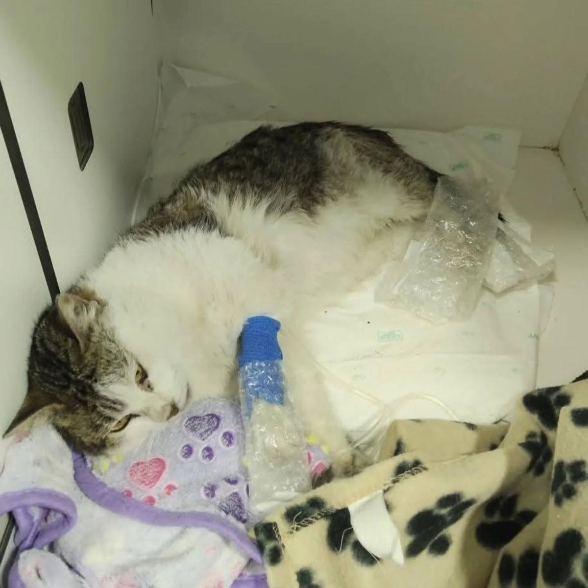 Valentín, el gato que ha muerto en Plasencia al no poder sobrevivir tras recibir 19 disparos.