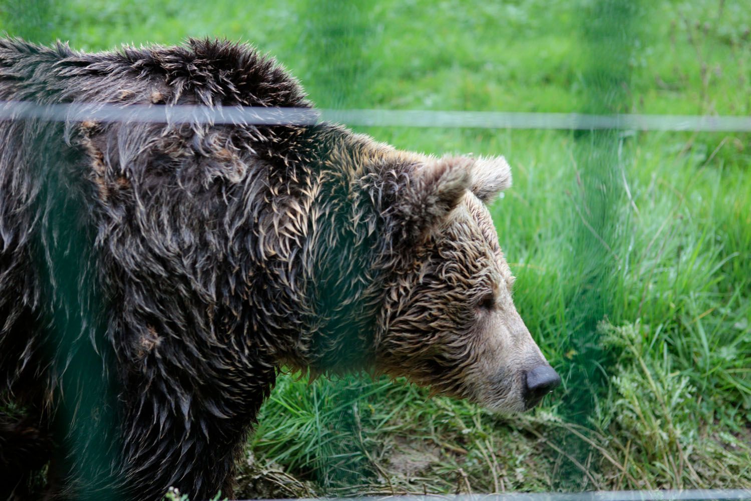 EN IMÁGENES: Así fue la vida de la osa "Paca" en el cercado de los Valles del Trubia
