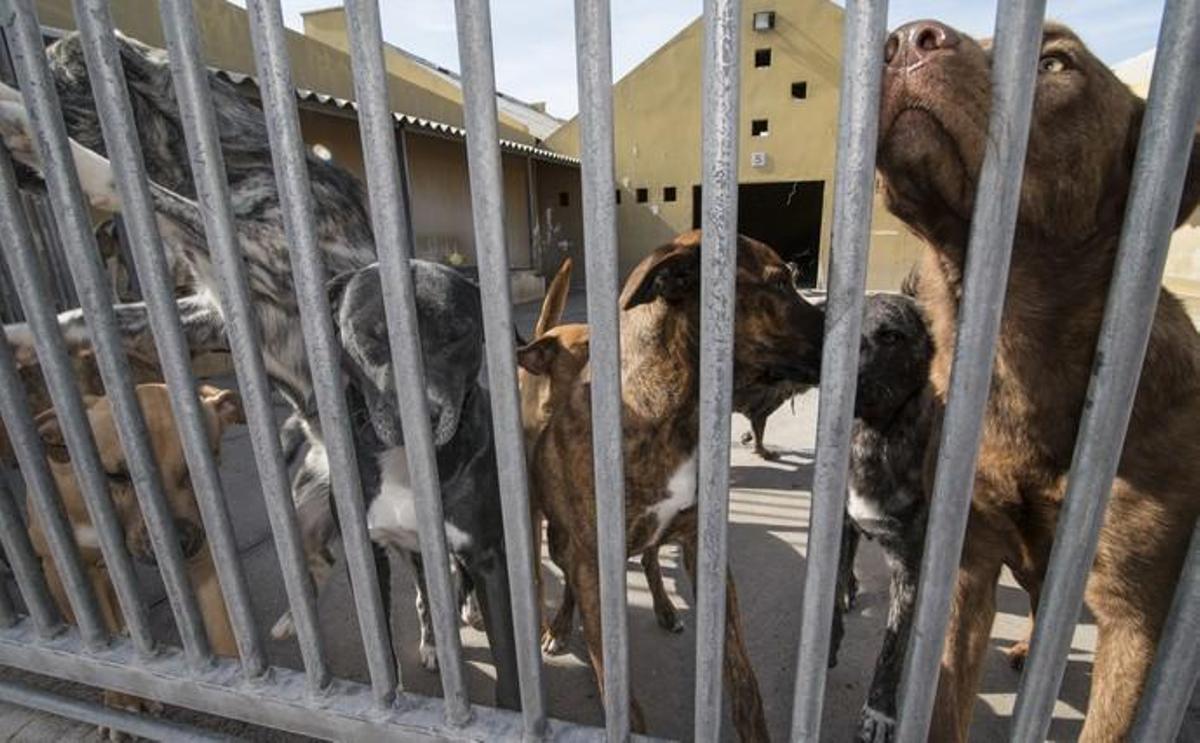 03/01/2019 ARUCAS. Albergue Insular de animales.  FOTO: J. PÉREZ CURBELO