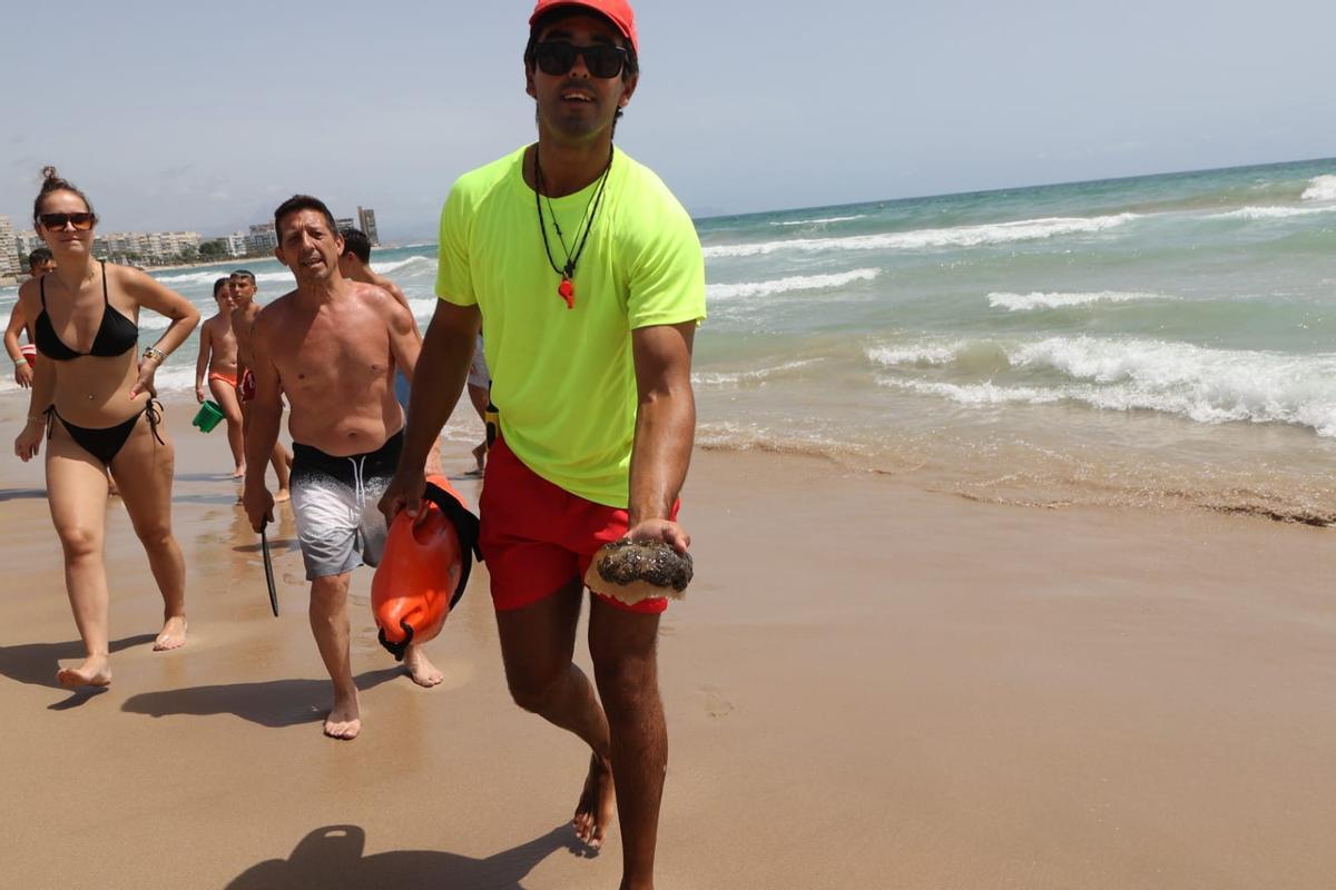 Un socorrista sostiene una medusa huevo frito en la playa Muchavista este martes.