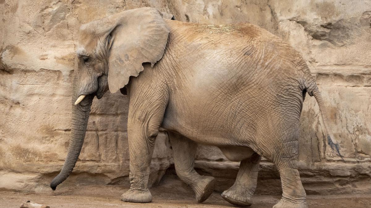 Bioparc Valencia en “cuenta atrás” para el nacimiento del primer elefante