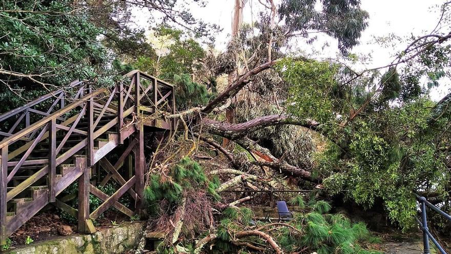 Un pino cae al lado de las escaleras entre As Galeras y Santa Cruz
