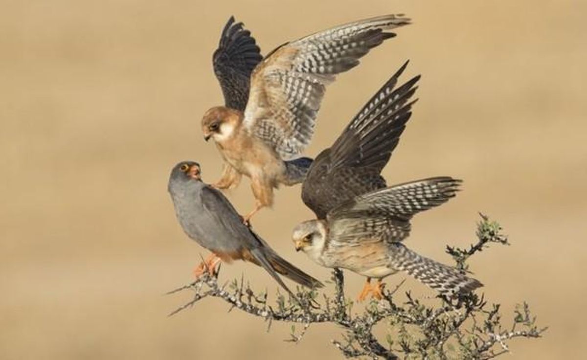 Red-footed falcons