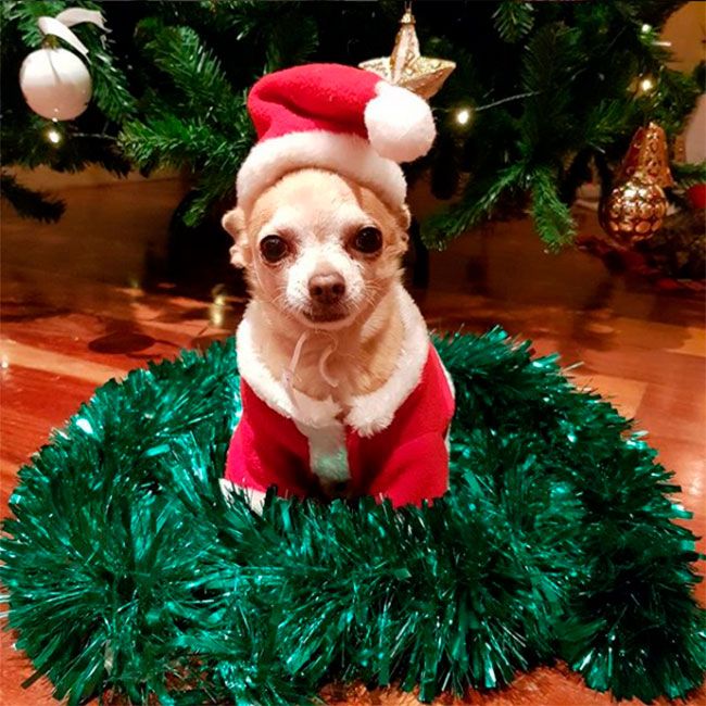 El perro de Paula Echevarría