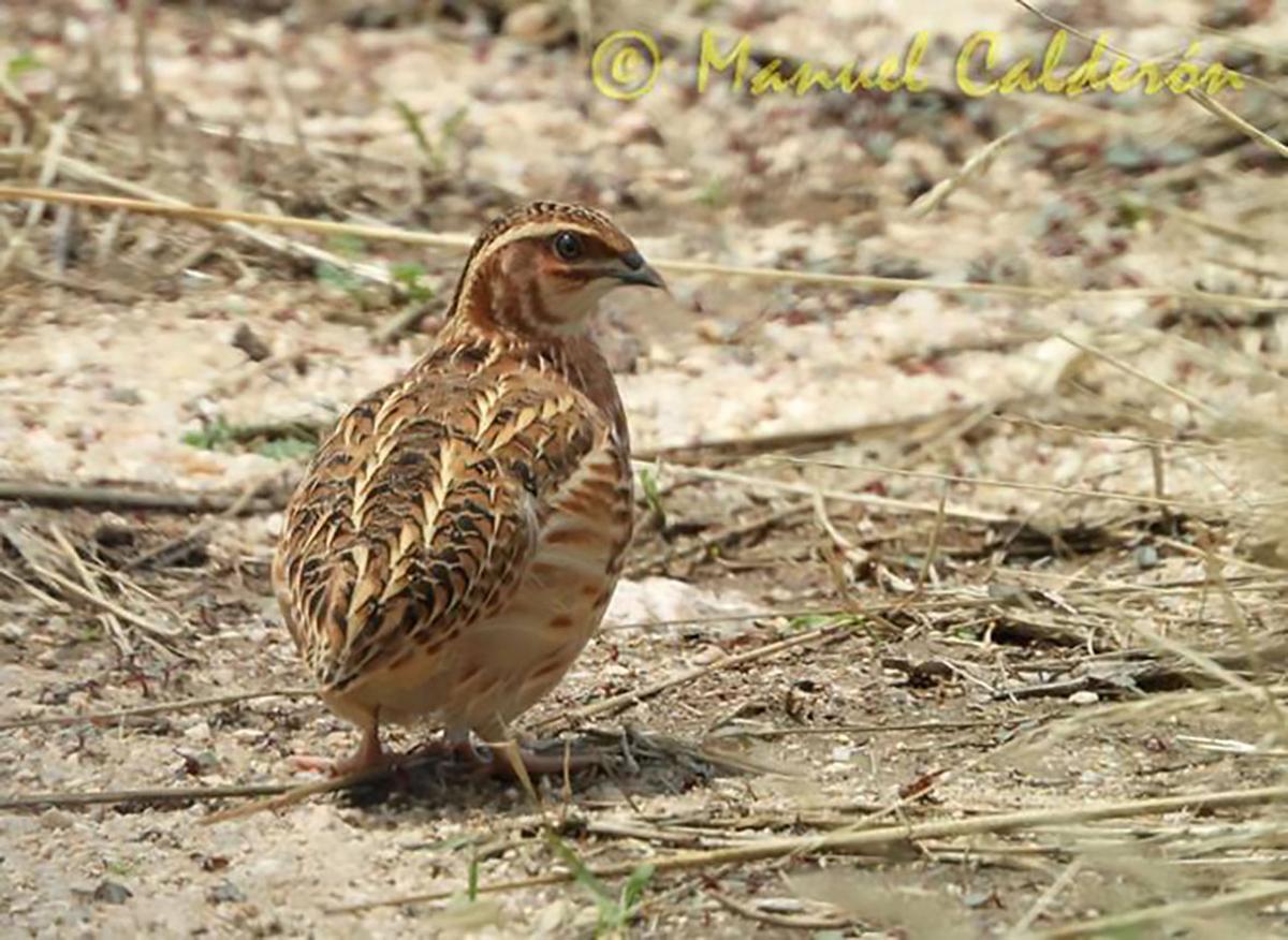 Un ejemplar de codorniz. La cuestión está en si se puede desarrollar una caza sostenible sin poner en peligro la especie.