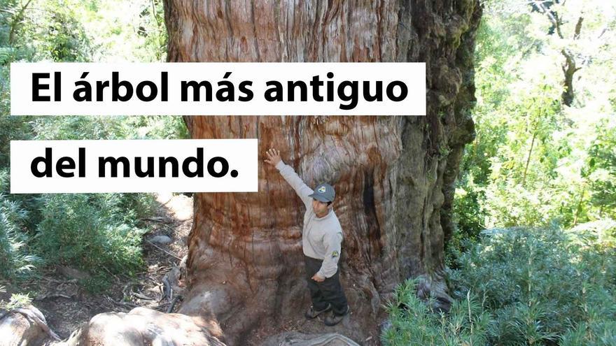 El árbol más antiguo del mundo tiene 5000 años