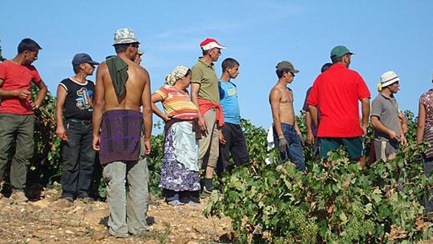 Un grupo de vendimiadores rumanos en la pasada campaña.