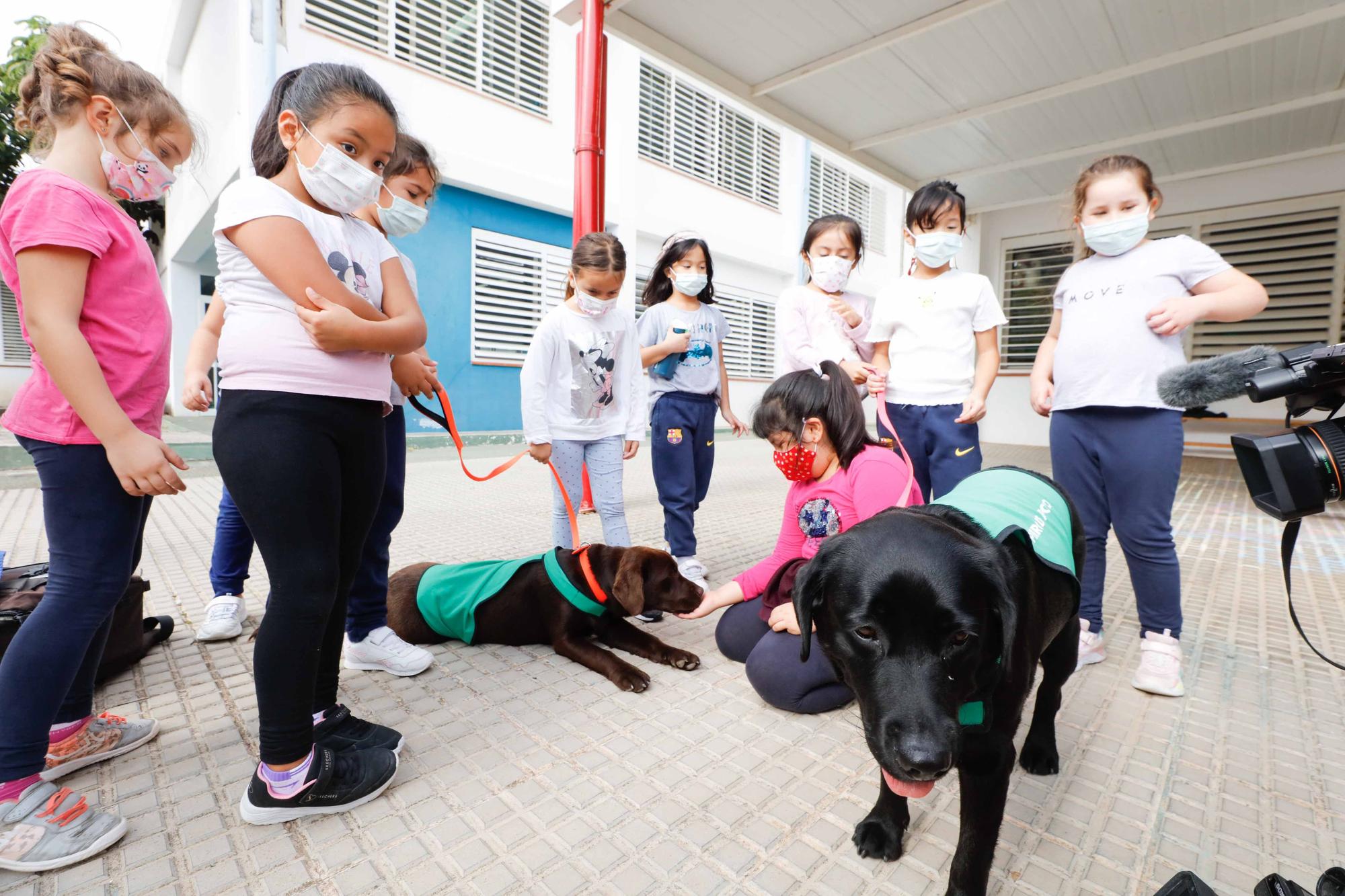 Nica, una nueva terapeuta de cuatro patas para los colegios de Ibiza y Formentera