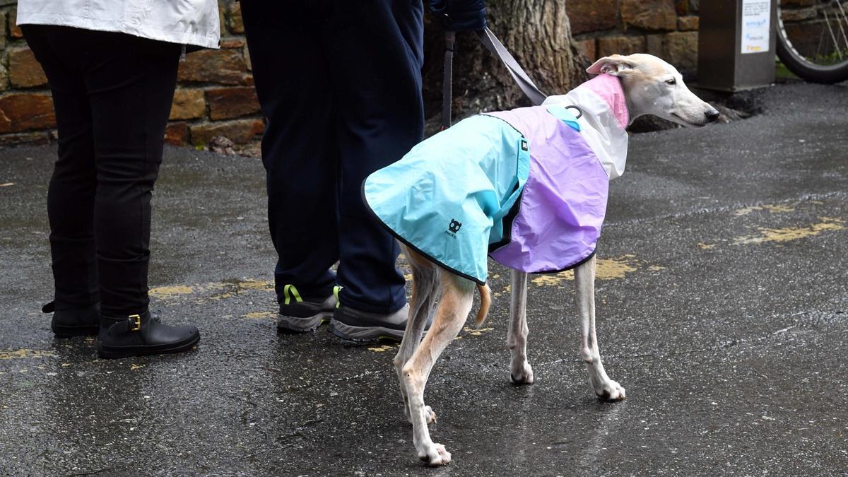 Un perro paseando en A Coruña