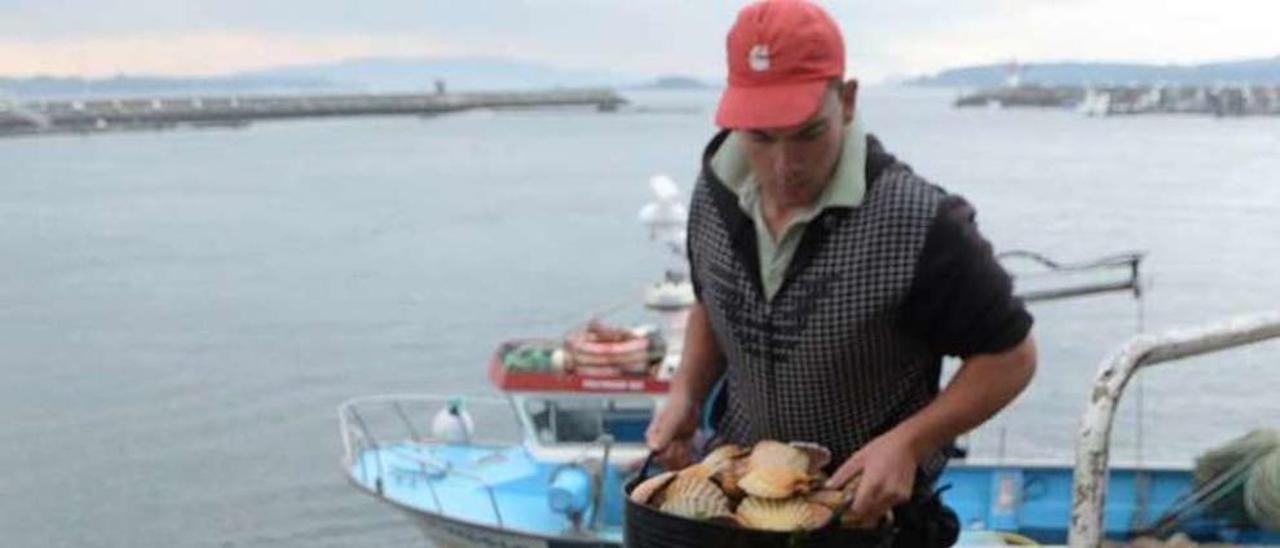 Descarga de vieiras en el puerto de Cambados. // Noé Parga