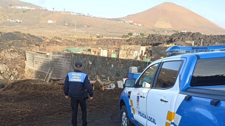 La Policía Local de Tías actúa en una granja sin permisos tras una denuncia por malos cuidados de los animales