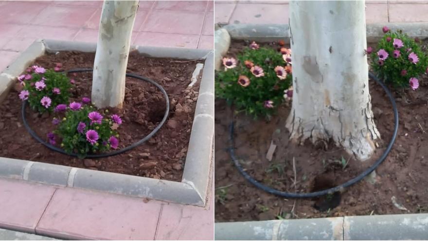 Falta de civismo en un pueblo de Castellón: roban unas flores que no llevaban ni 24 horas decorando las calles