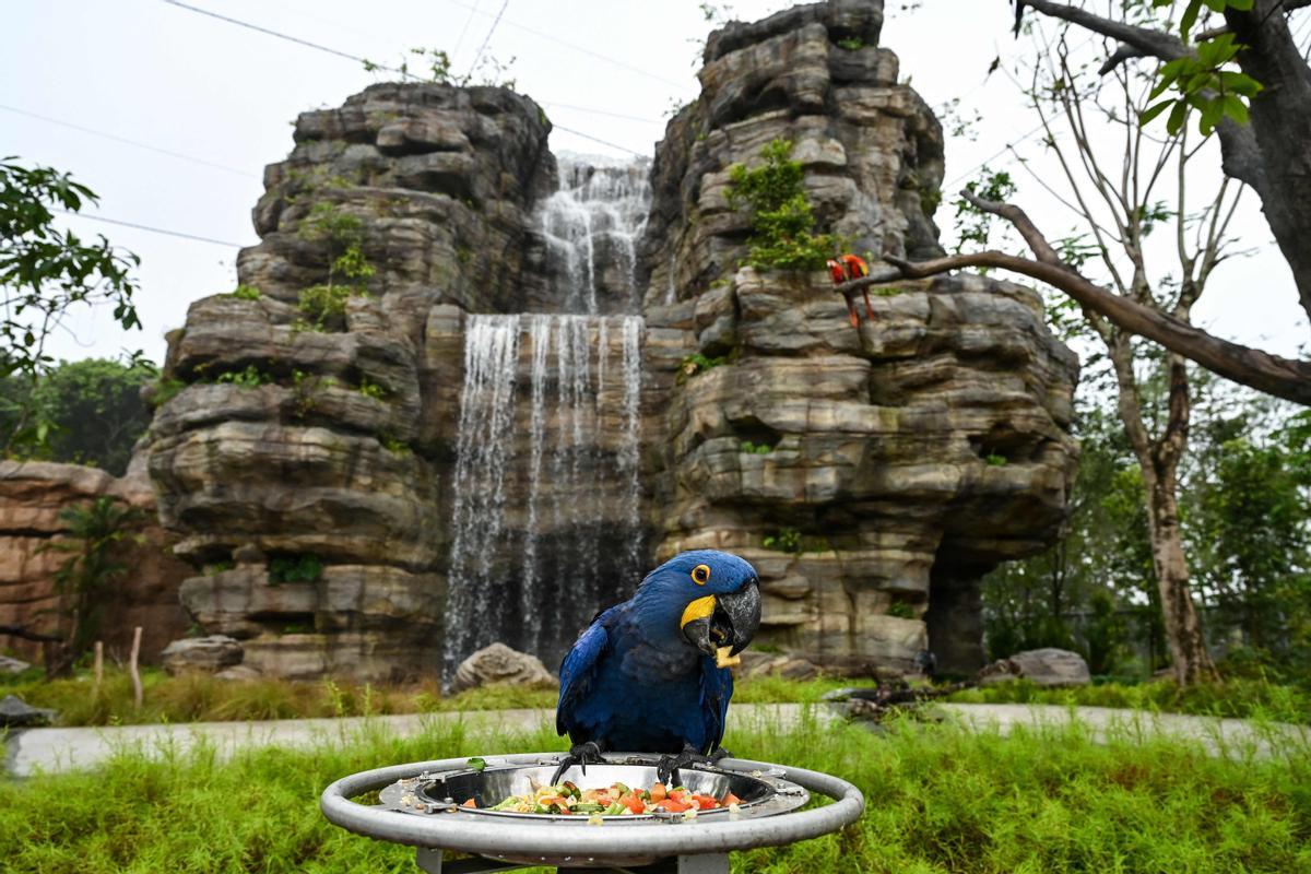 Singapur estrena el parque Paraíso de los pájaros