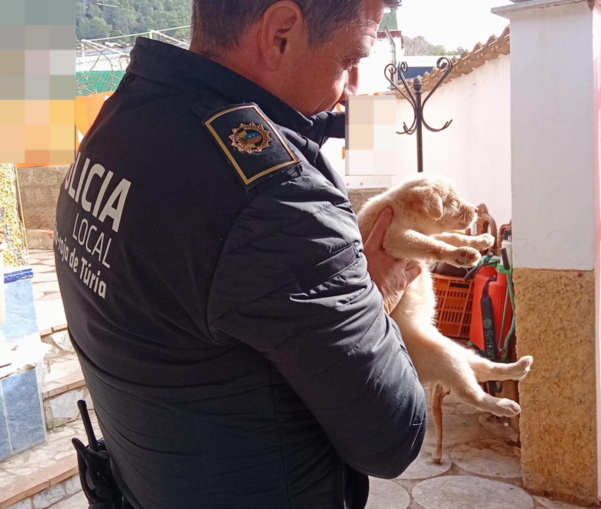 La Policía Local de Riba-roja interviene una vivienda y rescata a 15 perros sin chip y en malas condiciones de higiene.