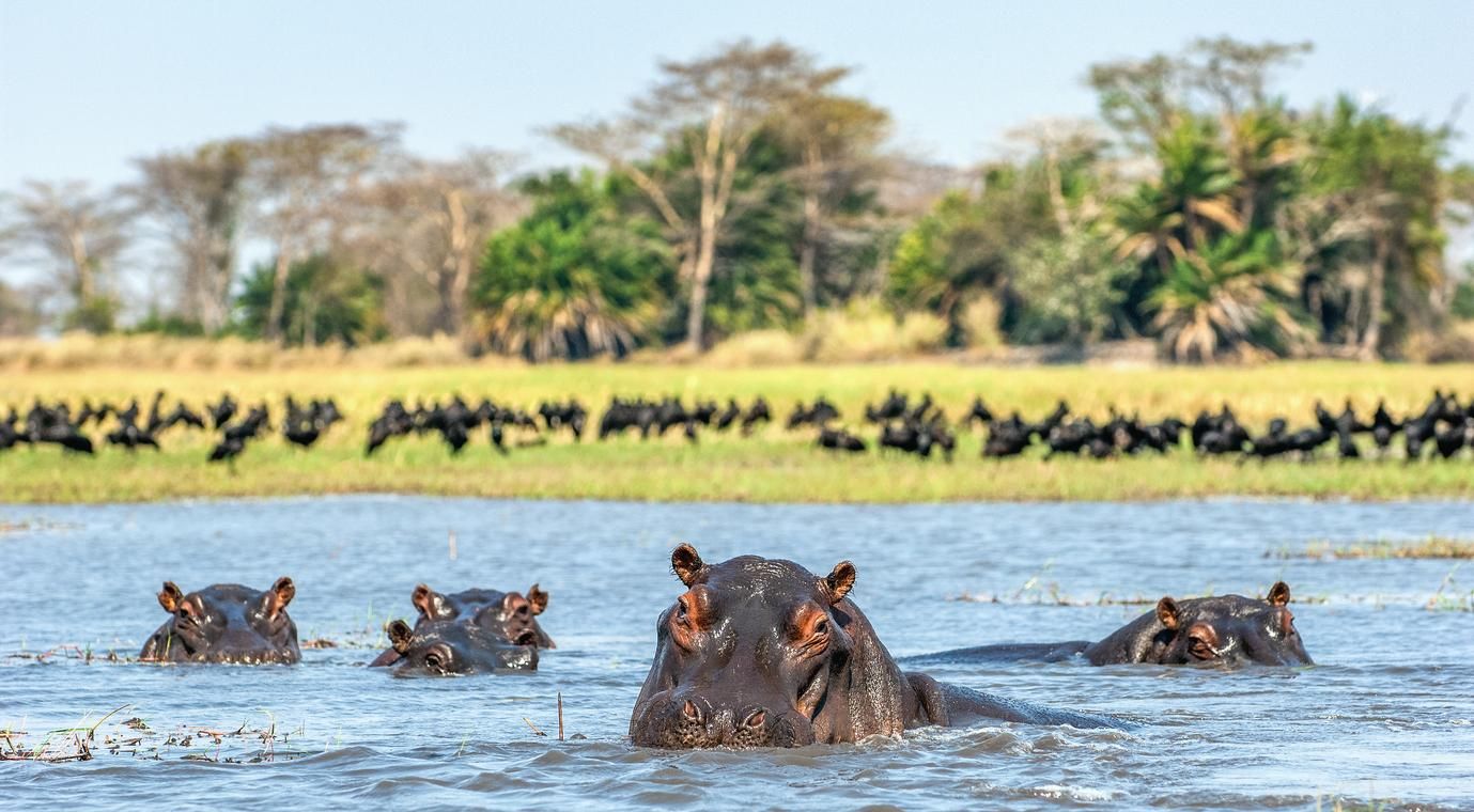 Uganda y su vida salvaje: un imprescindible.
