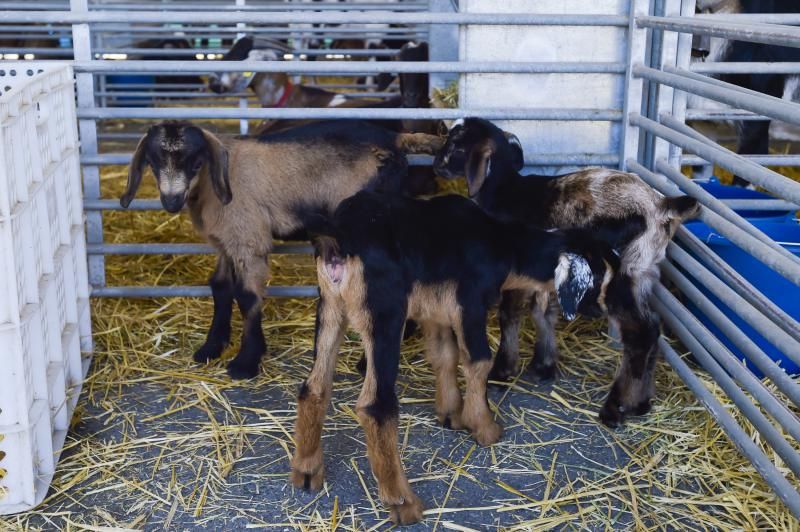 Feria y concurso de Ganado de Gran Canaria