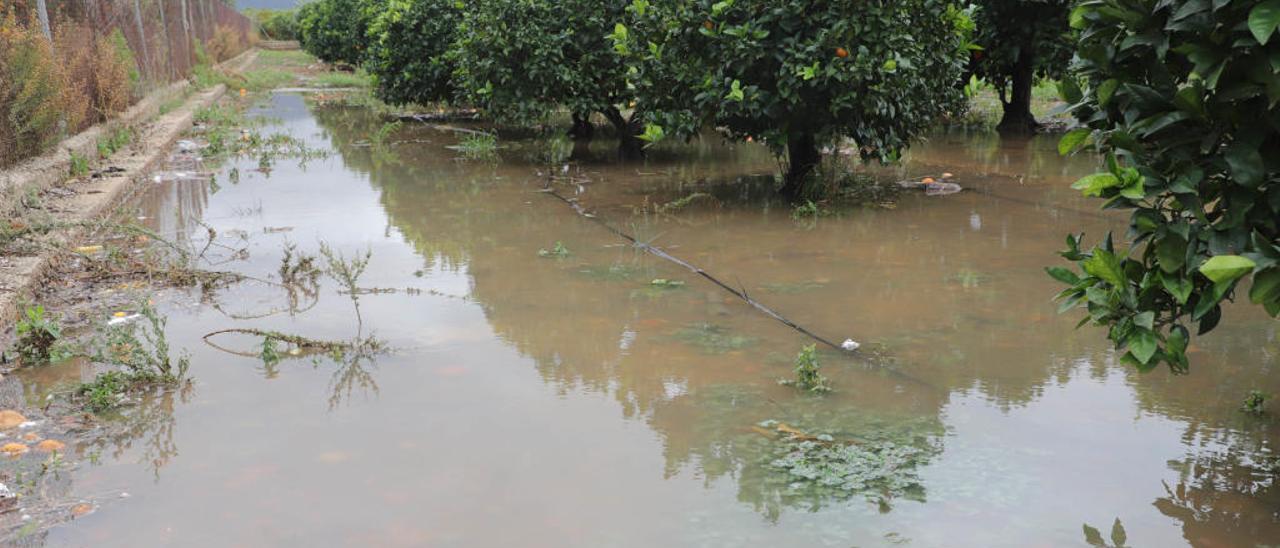 Campos de naranjos en el término municipal de Almoines, completamente inundados debido a las insistentes lluvias, en una imagen de ayer.