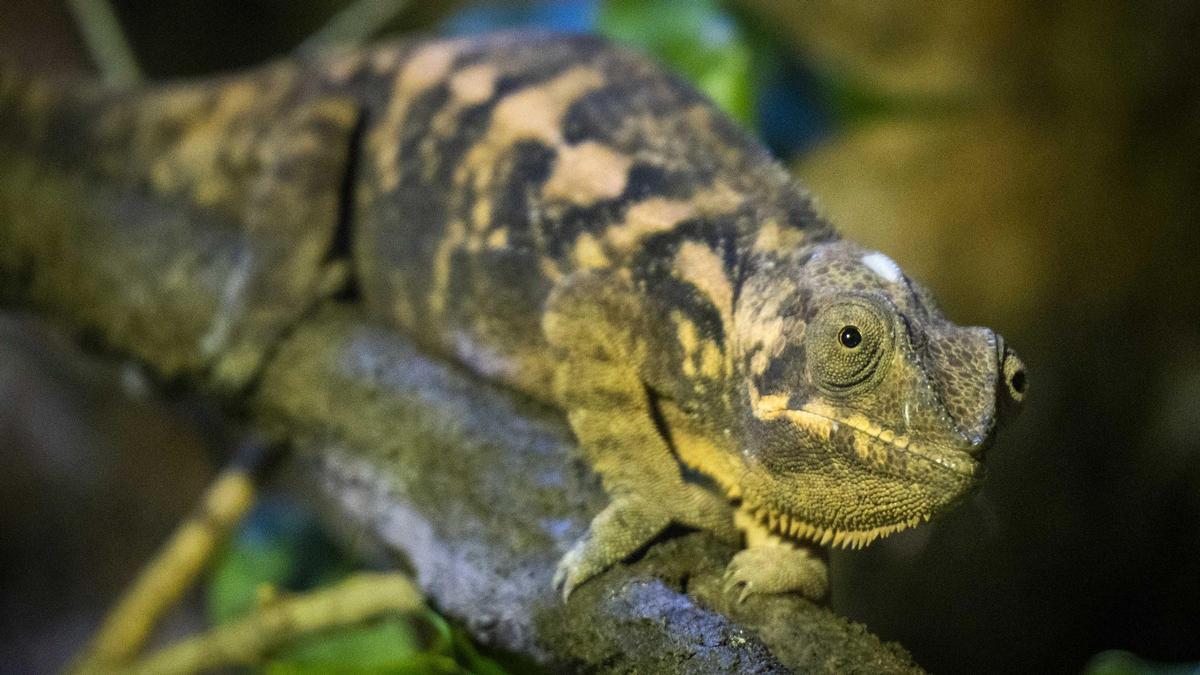 Bioparc recibe nuevos camaleones pantera