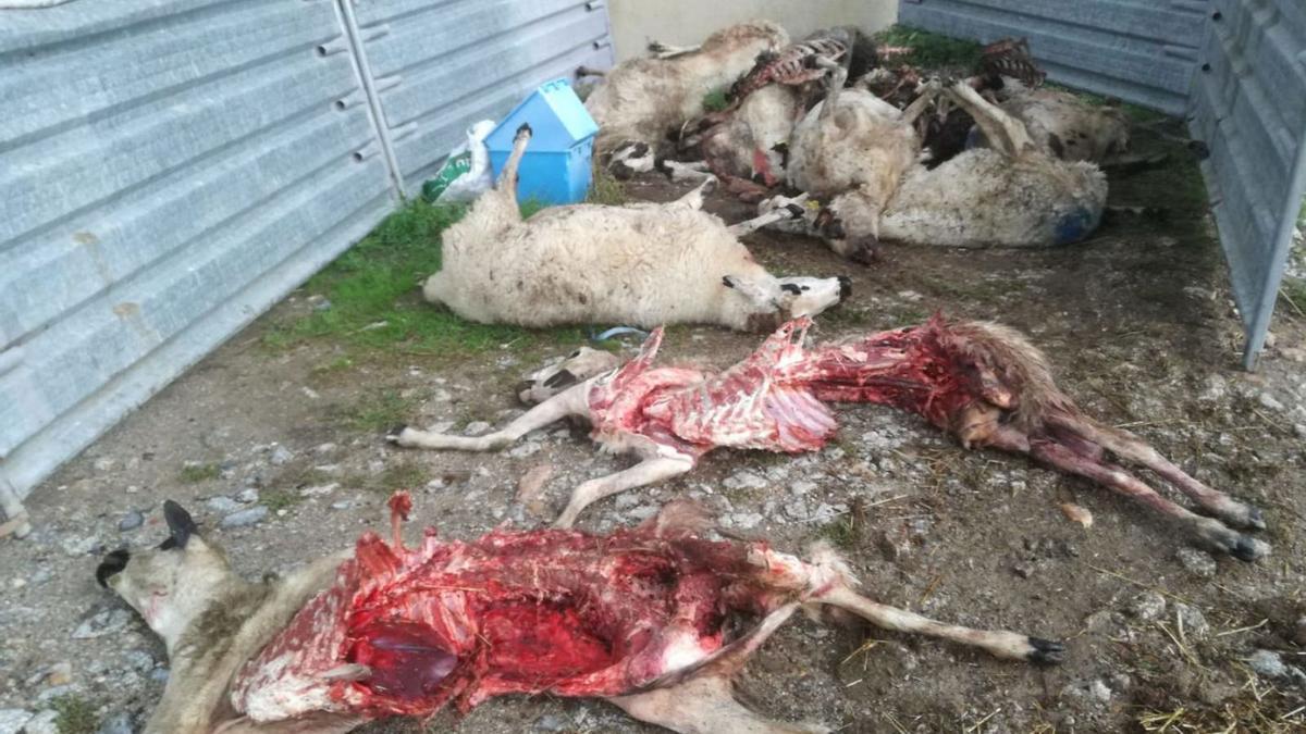 La última lobada en Fresnadillo de Sayago a doce ovejas, dos de ellas devoradas.