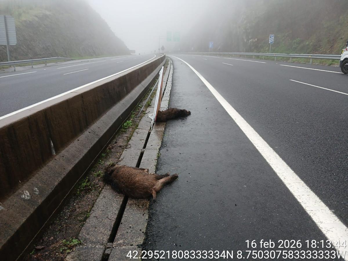 Los dos jabalíes muertos en la autovía cerca del enlace de Cangas.