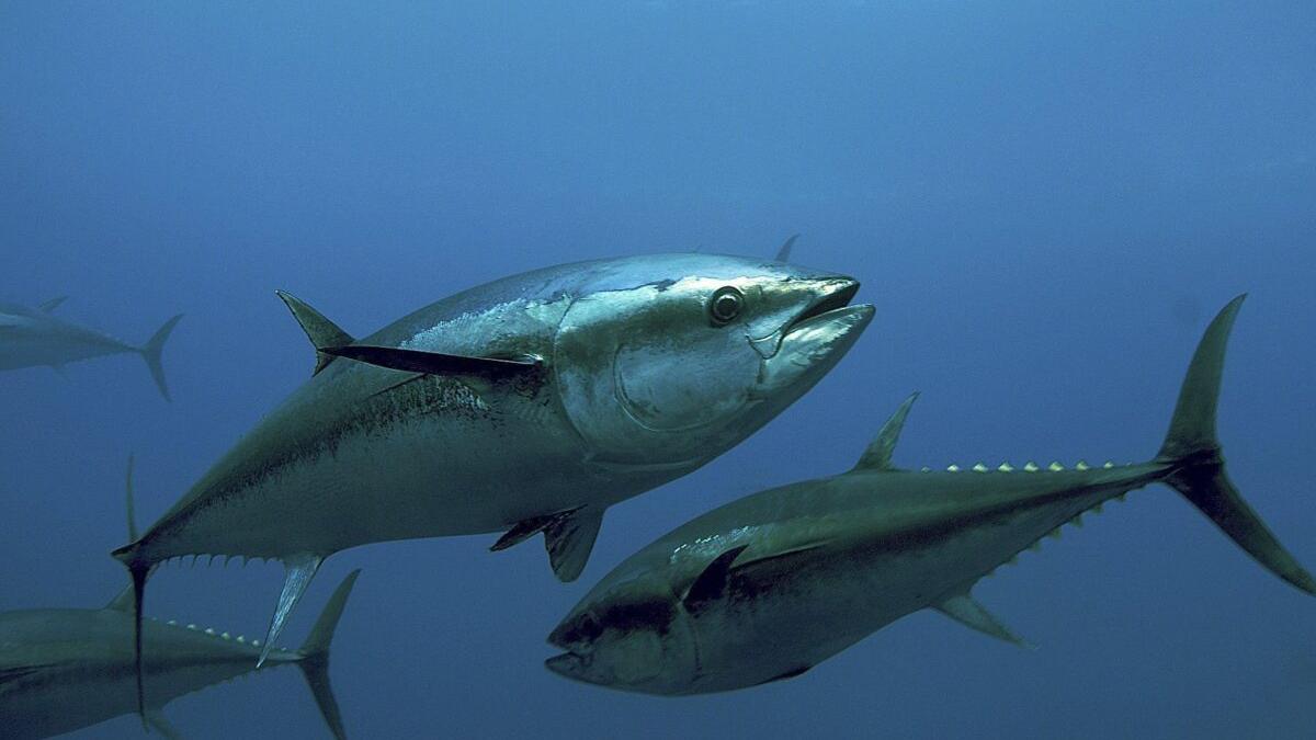 El atún del Mediterráneo, el más contaminado del mundo por mercurio