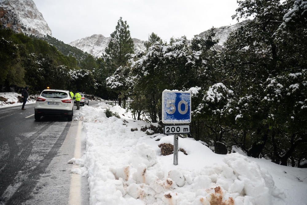 Der frühe Schnee hat am Samstag (2.12.) zahlreiche Insulaner in die Tramuntana gelockt, wo es die seltene Gelegenheit zu Schneeballschlachten oder zum Bau von Schneemännern gab.