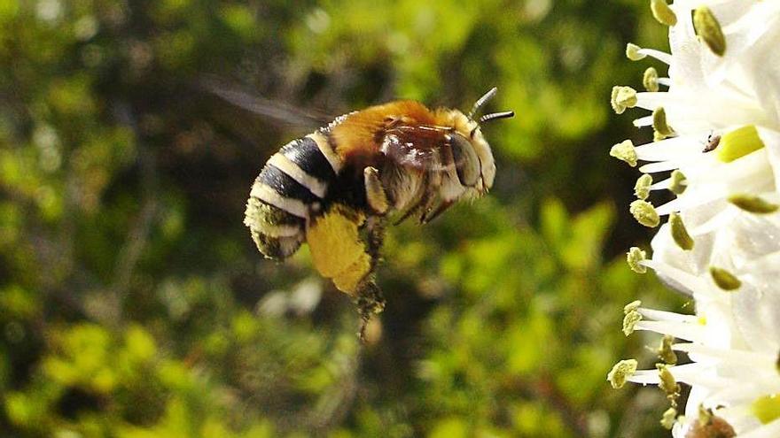 Es Vedrà, paraíso para los insectos