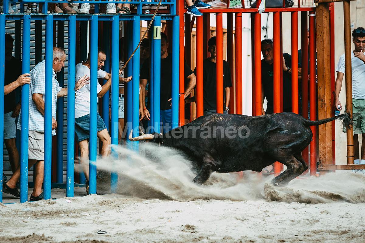 Bous a Vilafamés 2025 Bous a Vilafamés 2025