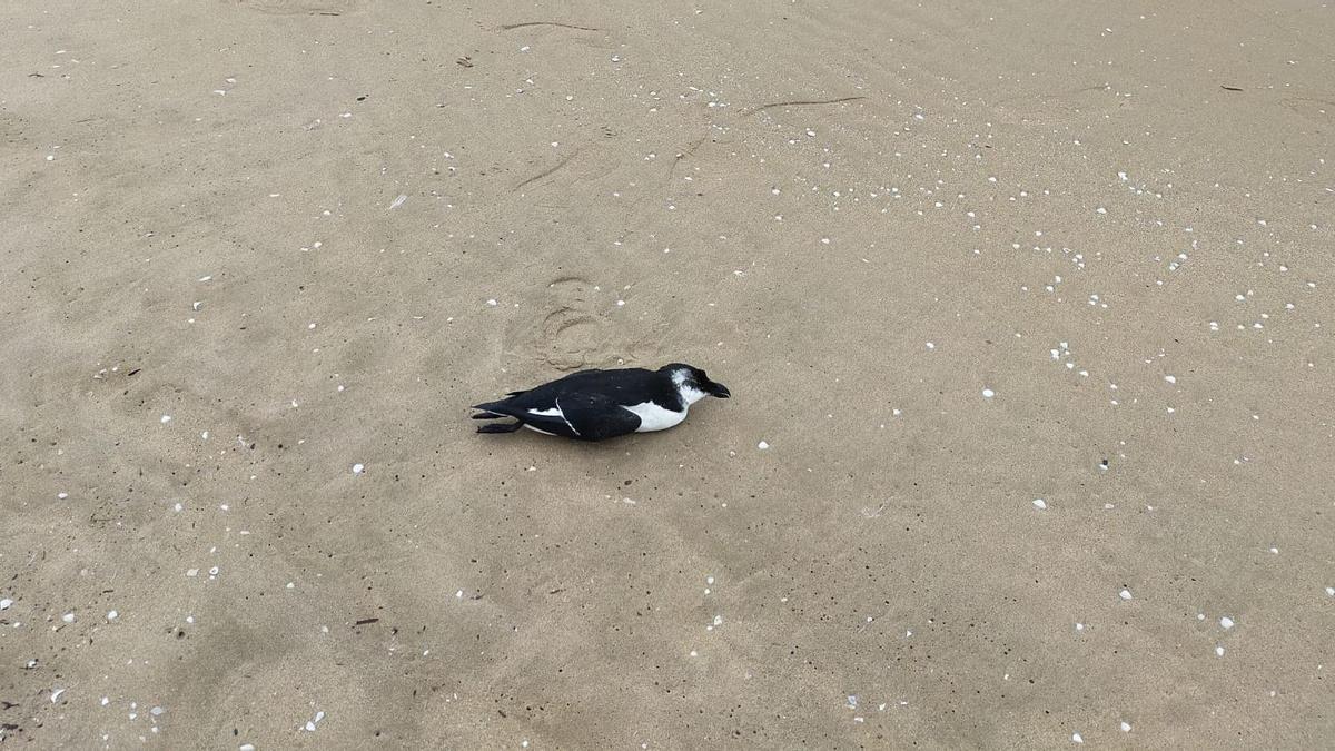 Ejemplar de alca común, muerto en la playa de Gandia.