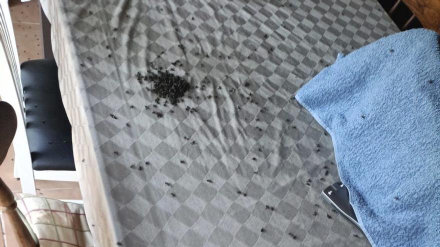 SOS de Tomiño para atajar la plaga de moscas que asola al rural