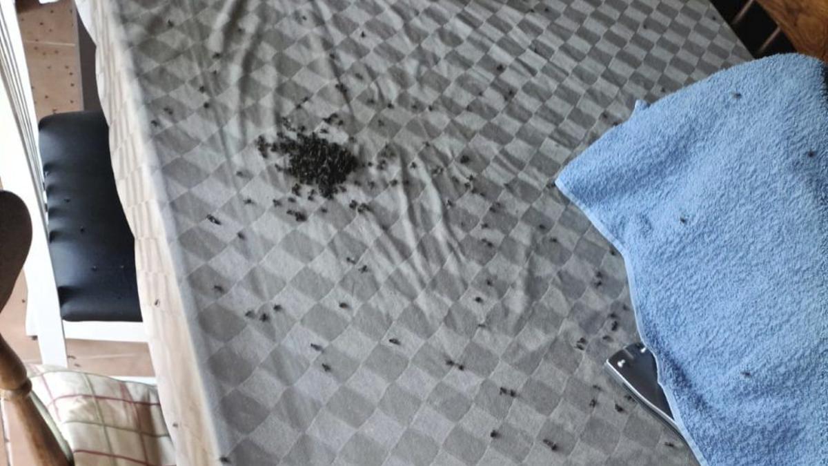 Plaga de moscas en una cocina de Tomiño.