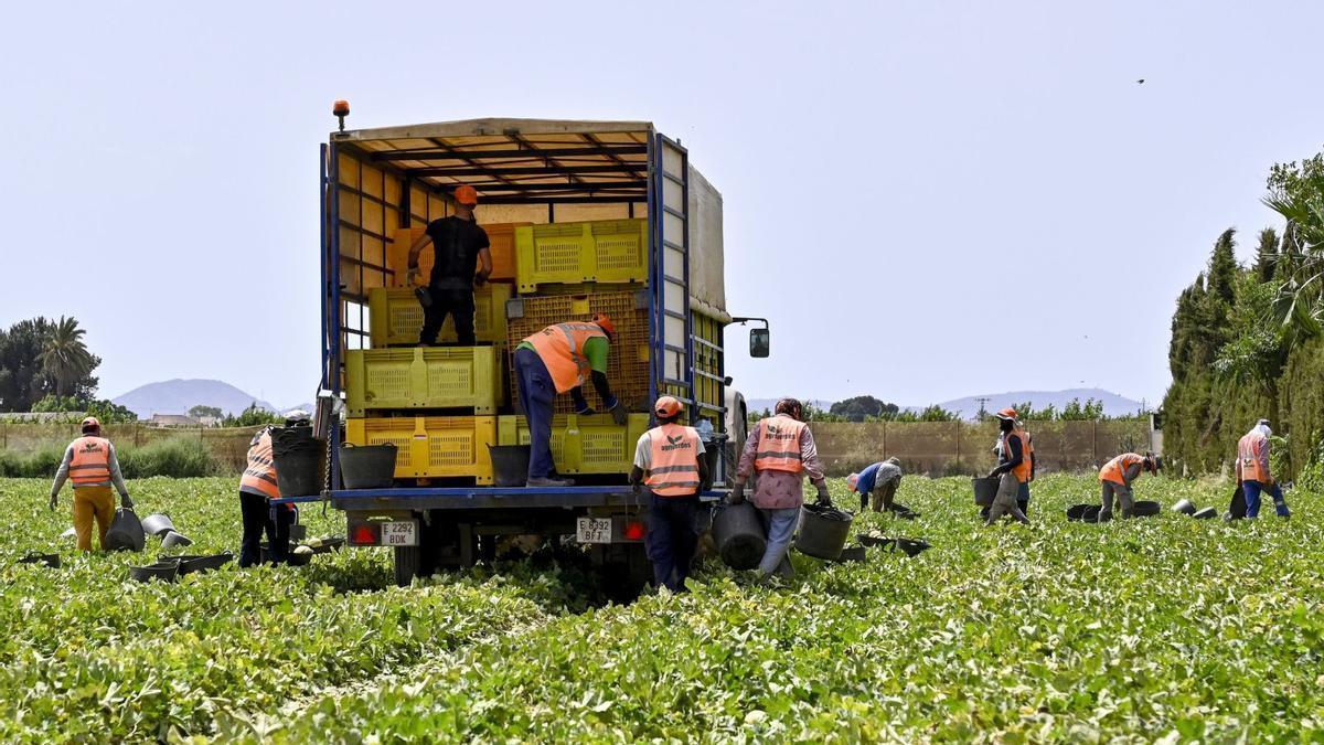Varios jornaleros recogenmelones, ayer, en una finca de Torre Pacheco.