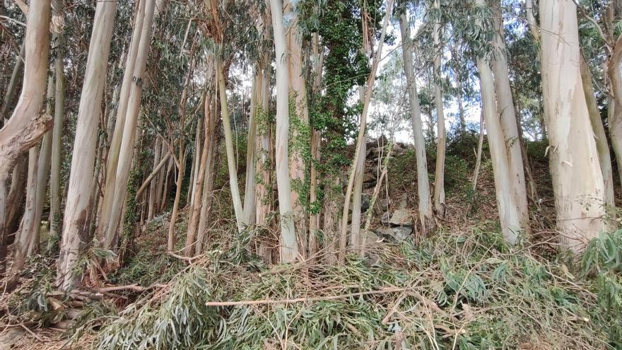 El eucalipto crece en 25.000 hectáreas en solo dos años