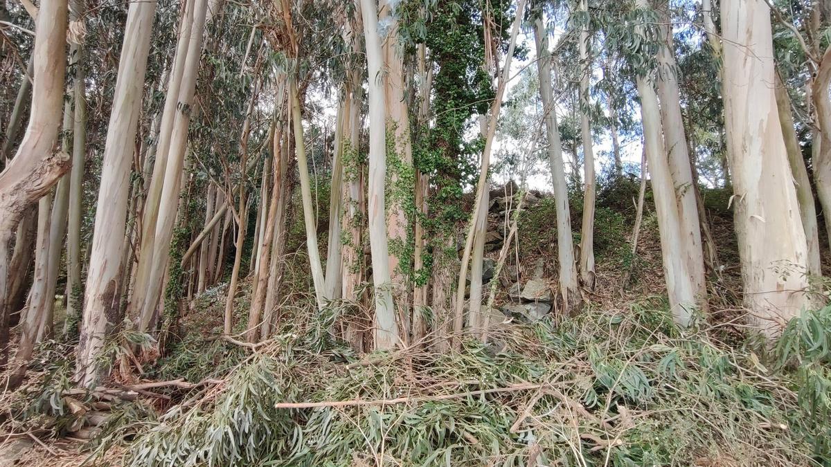 Eucaliptos en Cangas.