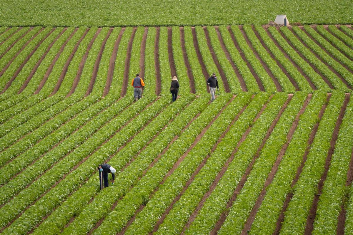 Trabajadores en una tierra de regadío.