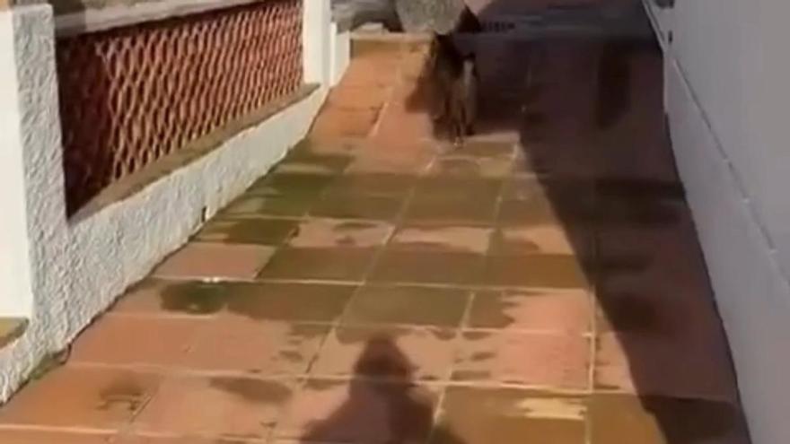'Veneno', el lince ibérico que está revolucionando las calles de Cabañas de Yepes (Toledo)