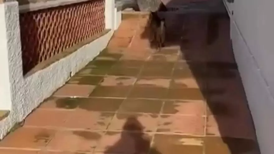 'Veneno', el lince ibérico que está revolucionando las calles de Cabañas de Yepes (Toledo)