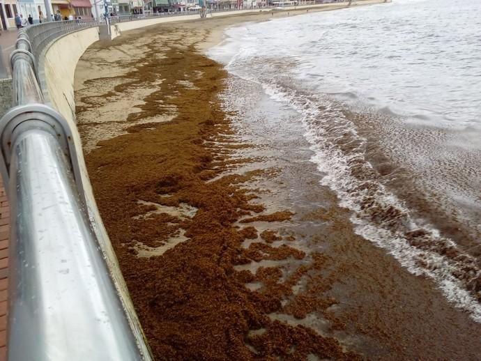 Las Canteras amanece invadida de algas